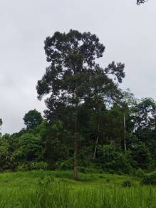 Agricultural Land in Kuala Lipis, PHG