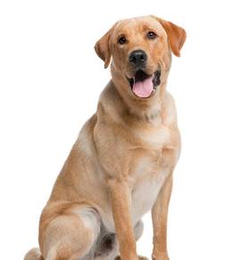 Labrador Retrieval