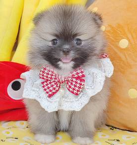 Pomeranian