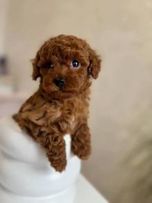 poodle!!