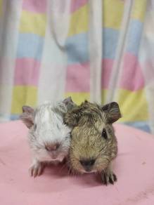 Guinea Pig 