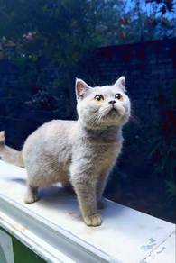 British shorthair