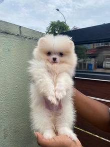 Tiny Pomeranian puppies 
