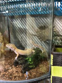 Leopard gecko