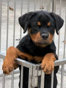 3 months female puppy