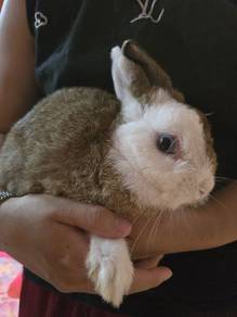 Pure ND Rabbit
