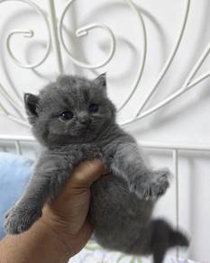 British Shorthair
