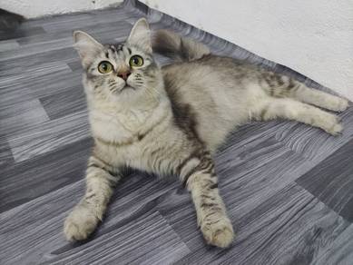 Free Adoption - DLH (longhair)