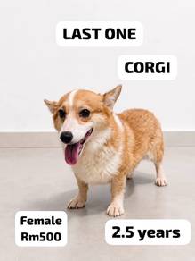 last one corgi 