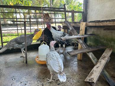Ayam Belanda Available