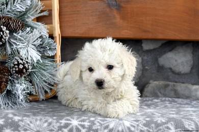 Trusting poochon Adorable Beautiful Sweet Puppy Do