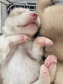 Husky puppy