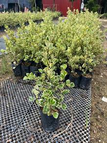 Ficus Triangle Variegated