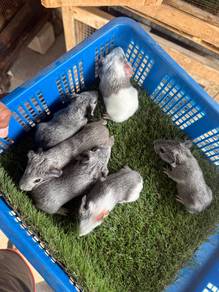 Guinea Pig / Tikus Belanda Borong