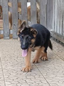 German shepherd puppy 