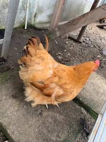 ayam