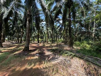 Agricultural Land in Jasin, MLK