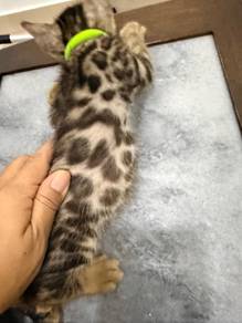 Bengal Kitten for Rehome