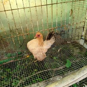 Serama Betina Kuning