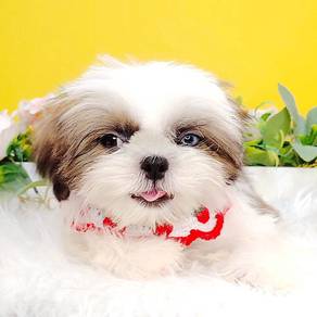 Shih Tzu