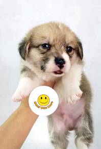 TTQ122 Welsh Corgi brown & white haired puppy