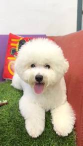 Bichon frise