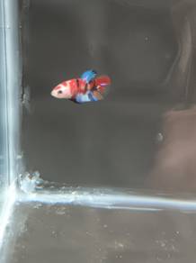 ikan laga multi colour