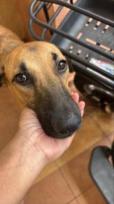  seekor anjing betina