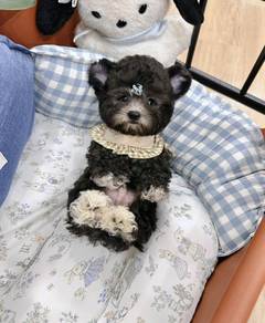 POODLE PUPPIES s153🌻 REHOME Grey boy 🧸