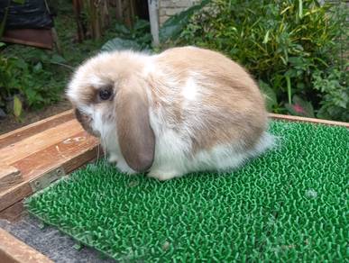 Holland Lop Rabbit Arnab HL