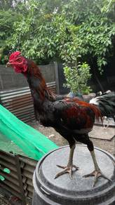 ayam baik