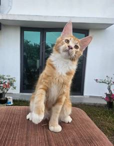 Mainecoon