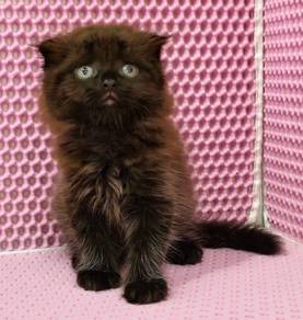 British longhair male