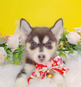Pomsky