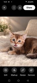 H1 Kittens 