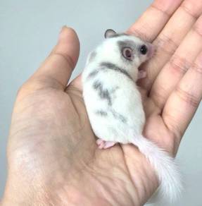 dormouse tikus