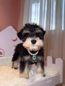 Miniature Schnauzer 