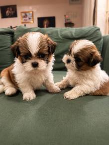 shizhu puppy