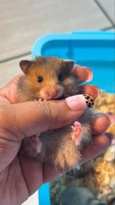 Syrian Hamster