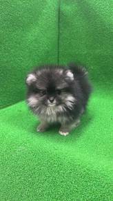 Pure Breed Wolf Sable Pomeranian (Female) 灰狼色 博美 女