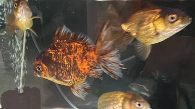 Short Tail Oranda Goldfish