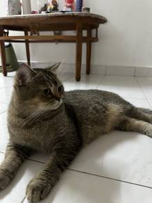 urgent kucing bsh