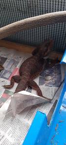 Bearded Dragon 
