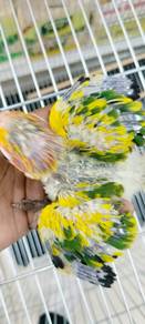 Burung matahari