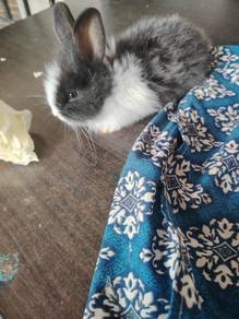 netherland Dwarf 
