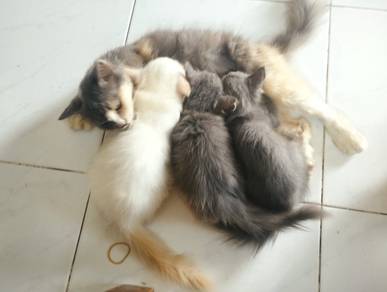 Kucing 5 beranak cantik²