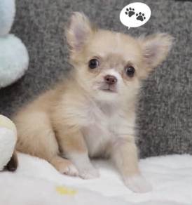 CHIHUAHUA PUPPIES VIP206🌷Head Apple Cute Dog