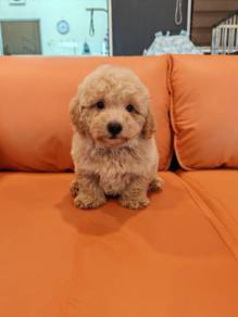 Poodle puppy