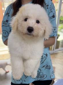Bichon