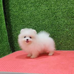 tiny bear pomeranian 
